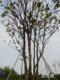 10公分丛生朴树