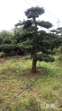 20公分造型罗汉松