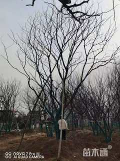 40公分丛生朴树