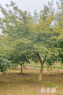 15公分日本红枫