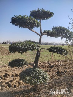 高度200厘米小叶女贞