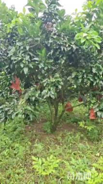 高度500厘米砂糖桔