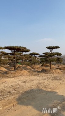 15公分造型油松