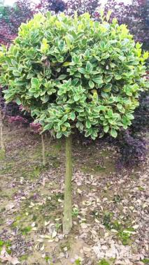 高度150厘米金边黄杨