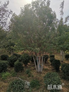 高度900厘米丛生五角枫