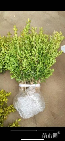 高度40厘米小叶黄杨