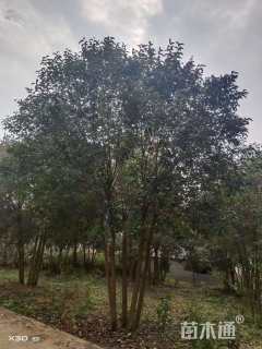 高度600厘米丛生大叶女贞