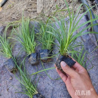 高度15厘米崂峪苔草