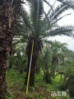 裸干高300厘米加拿利海枣