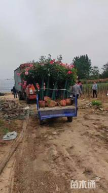 3.5公分树状月季