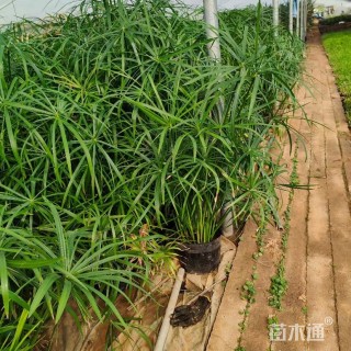 高度40厘米旱伞草