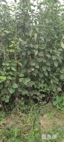 0.8公分冬果梨苗