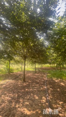 15公分朴树