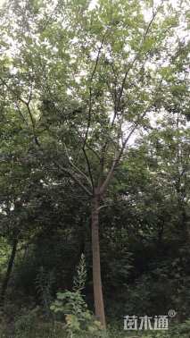 12公分朴树