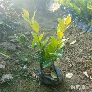 高度20厘米金森女贞