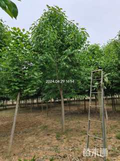 10公分二乔玉兰