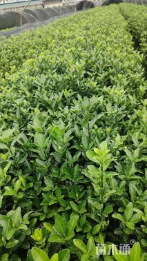 高度30厘米大叶黄杨