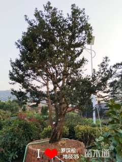 30公分造型赤楠