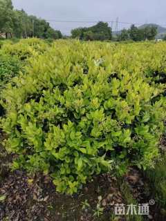 冠幅120厘米金森女贞球