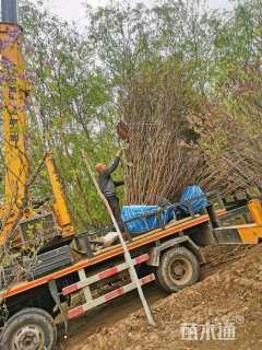 高度3000厘米丛生紫丁香