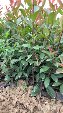 高度50厘米红叶石楠小苗