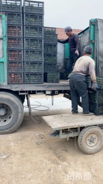 高度18厘米紫罗兰