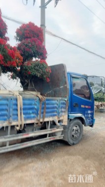 高度200厘米桑巴三角梅