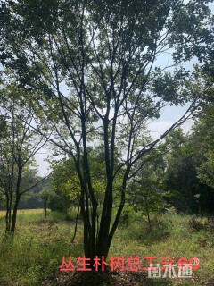 60公分(4杆)丛生朴树