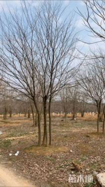 45公分丛生榉树