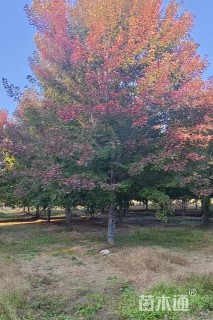 20公分美国红枫