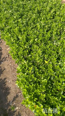 高度40厘米大叶黄杨