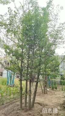 20公分丛生银杏