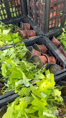 25厘米金叶番薯