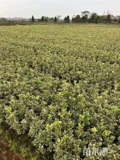 高度30厘米金边黄杨小苗