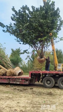 高度700厘米(8杆)丛生巨紫荆