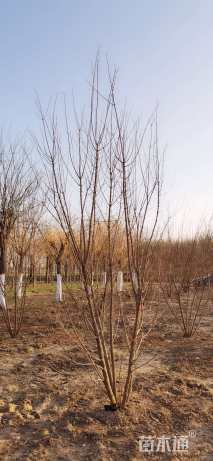 高度400厘米丛生五角枫