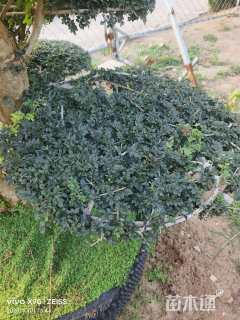 12公分对节白蜡