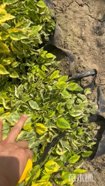 高度30厘米金叶连翘