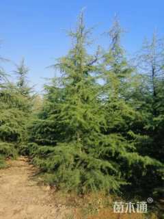 高度300厘米雪松