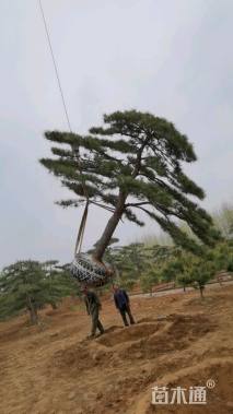 36公分造型黑松