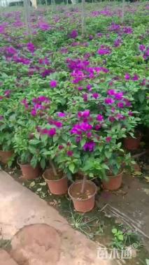 80公分造型三角梅