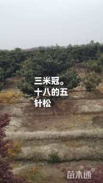 15公分五针松