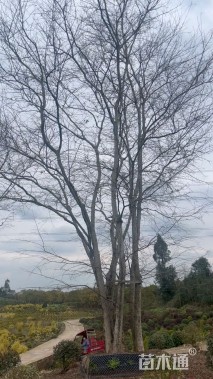 15公分(6杆)丛生朴树