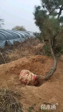 高度200厘米黑松