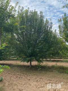 14公分绚丽海棠