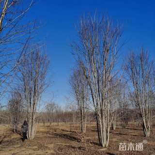 50公分北美红枫