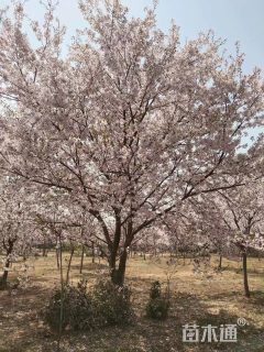 15公分染井吉野樱