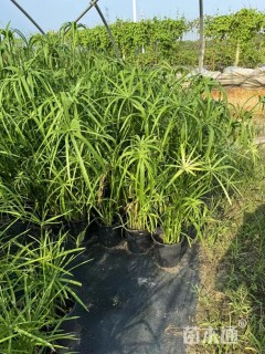 高度40厘米旱伞草