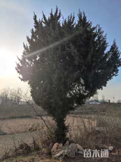 高度1200厘米刺柏