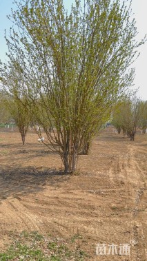 高度500厘米丛生西府海棠